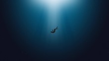 2d Animation, Young Man Drowns In A Deep Ocean. He Sinks Slowly. Sinking Into The Abyss