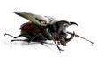 Beetle chalcosoma caucasus on white background