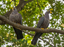 A Pair Of African Olive-pigeons Perched On A Branch Viewed From Below Image In Horizontal Format