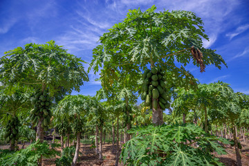 Poster - Papaya tree In the field.