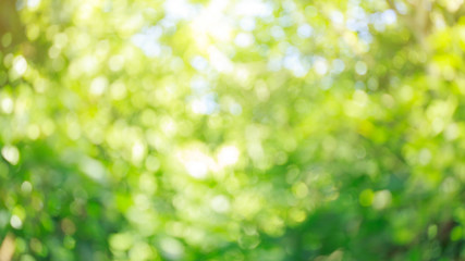 Wall Mural - green nature blur bokeh background