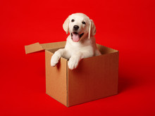 A Labrador Puppy Is Sitting In A Cardboard Box. White Puppy In A Cardboard Box On A Red Background