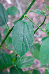 Canvas Print - The edges of the leaves with jagged edges