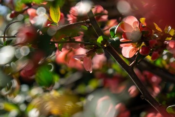 spring tree flowering. red and pink flowers on blooming tree. slovakia