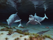 Zwei Delfine in einer Unterwasserlandschaft
