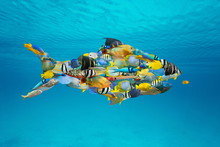 School Of Colorful Caribbean Tropical Fish Grouped Together Into A Shark Shape (digitally Composed) In The Sea Under Water Surface