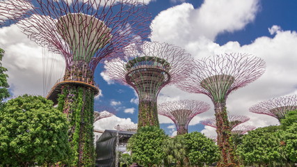 Sticker - Futuristic view of amazing supertrees at Garden by the Bay timelapse hyperlapse in Singapore.