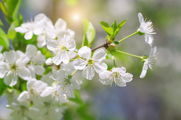 Wall Mural - spring beautiful background, blossom blooming cherry branch in the sunlight. selective focus.