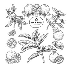 Vector Sketch Citrus Fruit Decorative Set. Orange. Hand Drawn Botanical Illustrations. Black And White With Line Art Isolated On White Backgrounds. Fruits Drawings. Retro Style Elements.