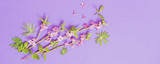 Fototapeta Storczyk - spring flowers on violet background