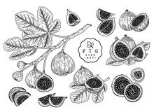 Vector Sketch Fruit Decorative Set. Fig. Hand Drawn Botanical Illustrations. Black And White With Line Art Isolated On White Backgrounds. Fruits Drawings. Retro Style Elements.