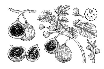 Vector Sketch Fruit decorative set. Fig. Hand Drawn Botanical Illustrations. Black and white with line art isolated on white backgrounds. Fruits drawings. Retro style elements.