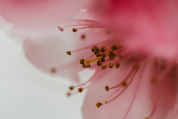 Wall Mural - macro of a flower