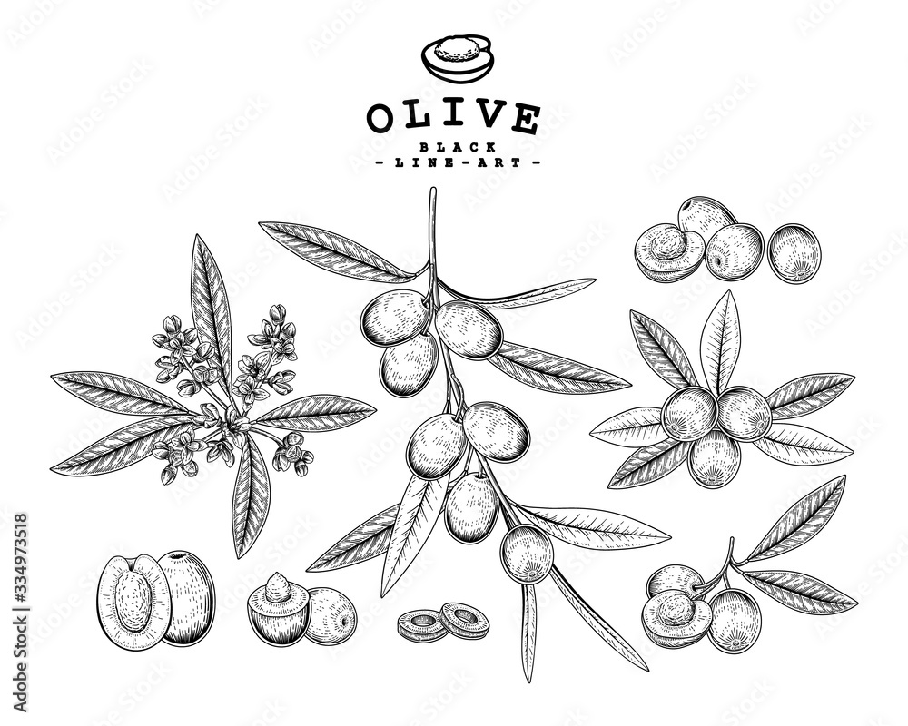 Vector Sketch Olive decorative set. Hand Drawn Botanical Illustrations ...