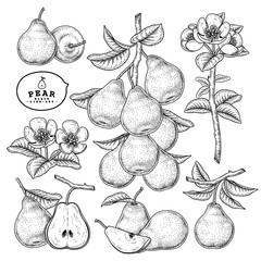 Vector Sketch Pear decorative set. Hand Drawn Botanical Illustrations. Black and white with line art isolated on white backgrounds. Fruits drawings. Retro style elements.