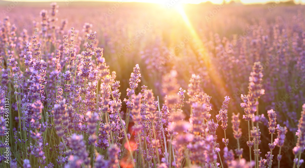 Beautiful image of lavender field over summer sunset landscape. Sunset rays over a lavender flowers. - obrazy, fototapety, plakaty 