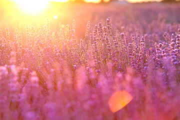 Wall Mural - Beautiful image of lavender field over summer sunset landscape. Sunset rays over a lavender flowers.