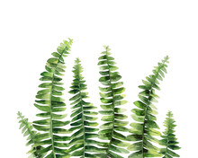 Fern Leaves. Tropical Forest Plants. Botanical Art. Watercolour Illustration Isolated On White Background.