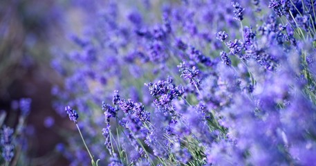  Banner. Lavender Field in the summer. Aromatherapy. Nature Cosmetics.