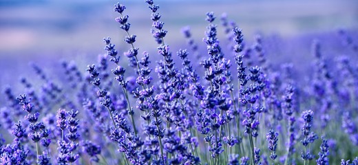  Lavender Field in the summer. Aromatherapy. Nature Cosmetics.
