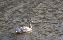 Young Grey Swan Bird On The Cannal In Woodlesford, Leeds, West Yorkshire, UK