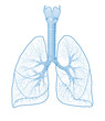 Human lungs anatomy, medically illustration