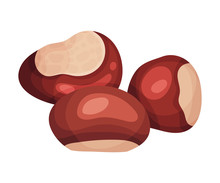 Chestnut Brown Fruit Isolated On White Background Vector Illustration