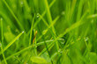 Grüner Rasen mit Tautropfen