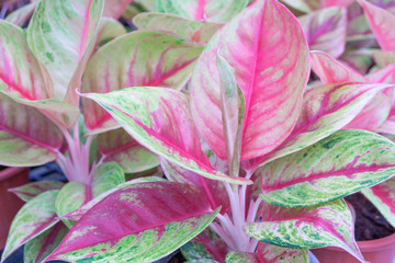 Wall Mural - Tropical leaf,Aglaonema ornamental pink,red and green leaves foliage plant at  garden,nature texture background,lucky tree,goodluck plant,selective focus