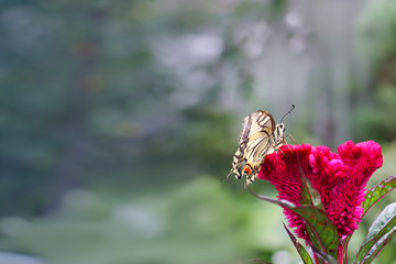 Yellow butterfly on a red flower. Scarlet and Yellow. Insects in the summer in the garden.