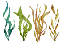 Watercolor Hand Drawn Illustration Set With Green And Brown Water Seaweed Algae Marine Environment For Cosmetics Super Food Labels Design Packaging Kelp Laminaria Spirulina Healthy Organic Eating