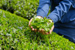 © Rummy & Rummy - 収穫直後の茶葉を持つ女性の手　新茶　一番茶　春　宇治茶　京都府和束町