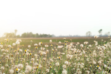 Beautiful field of wildflower. Flowers of grass. Lawn with green grass and white wildflowers on sunny summer day