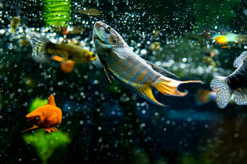 Wall Mural - colorful fish in aquarium water