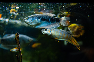 Wall Mural - gourami fish in aquarium water