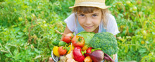 Child In The Garden With Vegetables In His Hands. Selective Focus.