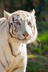 Wall Mural - Weißer Bengal-Tiger (Panthera tigris tigris)