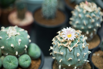 Lophophora sp. cactus and flower