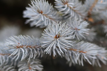  Detailed blue spruce in park