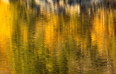 Golden Hour Reflection in Pond