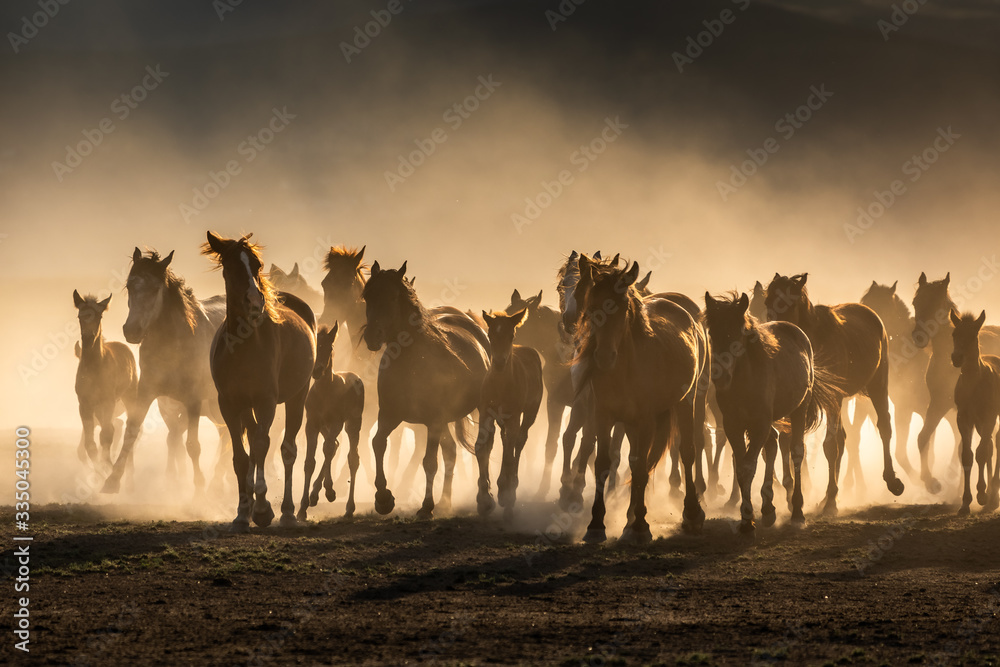 Free horses, left to nature at sunset. Cappadocia, Turkey - obrazy, fototapety, plakaty 
