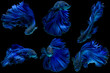 © yotrakbutda - Set of blue fighting fish on black background