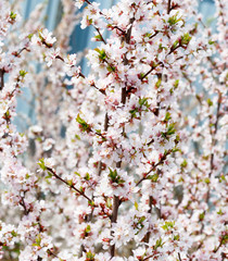 Sticker - Cherry blossom tree branches with flower petals in spring. Oriental cherry.