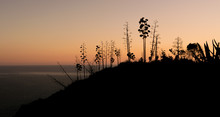 Silhouette Of Agave And Ferula At Sunset.