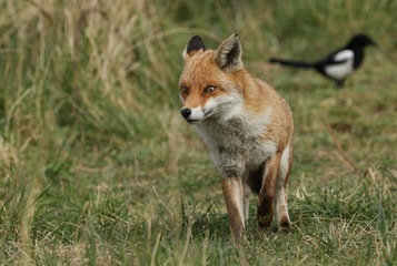 Wall Mural - A beautiful female wild Red Fox, Vulpes vulpes, hunting in a meadow in spring.