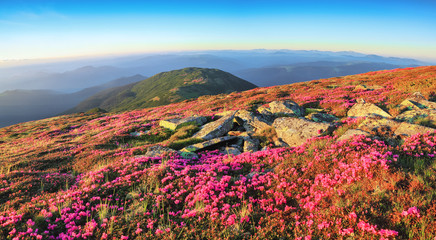 Wall Mural - Panoramic view in lawn are covered by pink rhododendron flowers, blue sky and high mountain in summer time. Location Carpathian, Ukraine, Europe. Colorful background. Concept of nature revival.