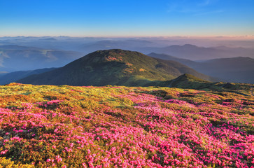 From the lawn covered with pink rhododendrons the picturesque view is opened to high mountains, valley, blue sky in summer time. Concept of nature rebirth. Location Carpathian, Ukraine, Europe.