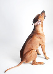 Wall Mural - Rhodesian Ridgeback isolated on a white background