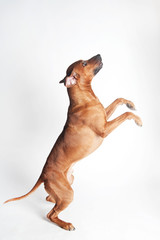 Wall Mural - Rhodesian Ridgeback isolated on a white background