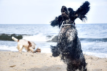 Jumping Blue Roan English Cocker Spaniel Long Flying Ears And Another Cocker Spaniel In The Background On The Beach.